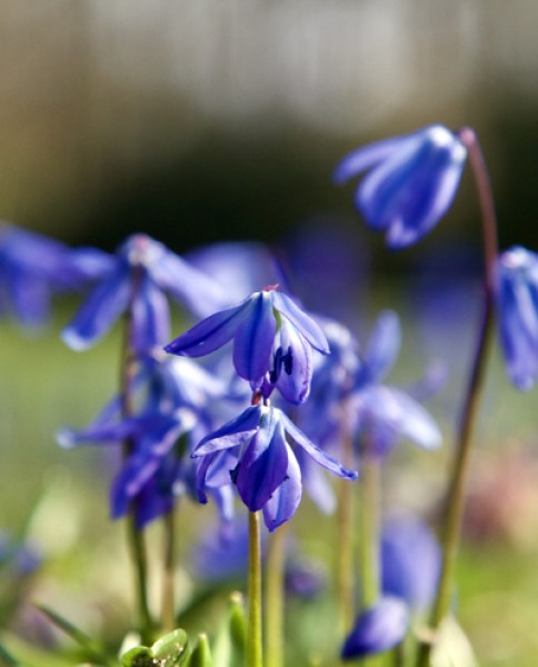 Scilla siberica.jpg
